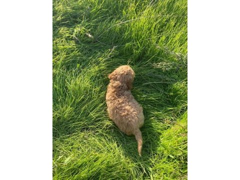 2 aylık toy poodle