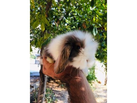 Hollanda lop teddy tavşan yavrular adrese teslim vardır