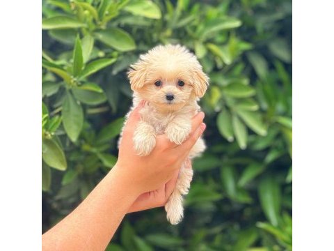 Çok tatlı maltipoo yavrumuz