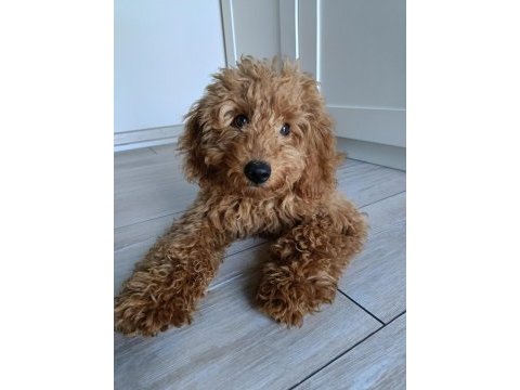 5 aylık dişi poodle