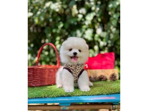 Safkan pomeranian bebeklerimiz