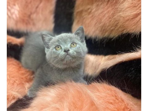 Scottish fold ve british yavrularımız