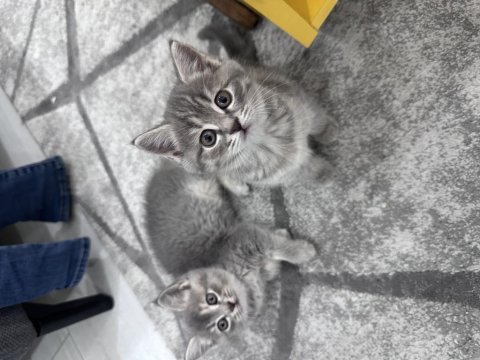 İki aylık british shorthair yeni sahiplerine hazır