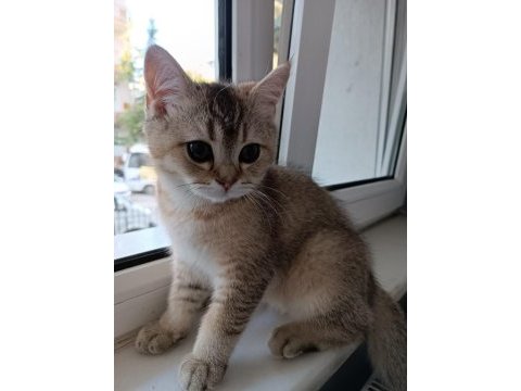 Son kalan golden yavru scottish