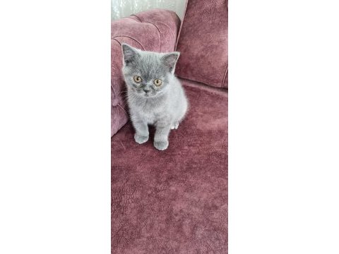 Sahiplendirme british shorthair