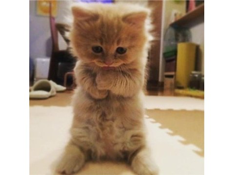 British longhair bebekler
