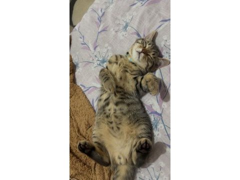 Minik tekir kızımıza yuva arıyoruz
