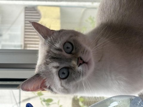 Dişi kedimiz için aynı cins erkek kedi arıyorum