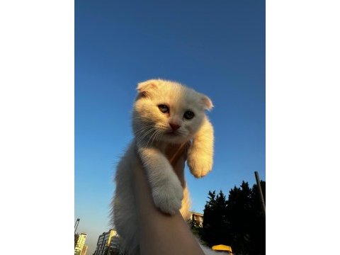 1.5 aylık erkek scottish fold