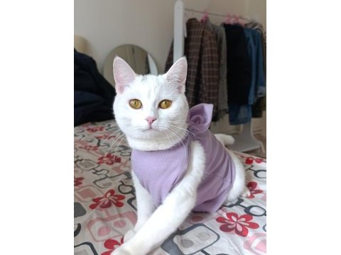 Prenses kızıma dişi kedimize yuva