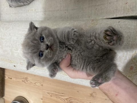 Tatlı surat scottish fold yavrular
