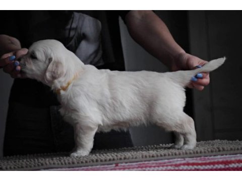 Golden retriever adrese teslim hizmetimiz vardır