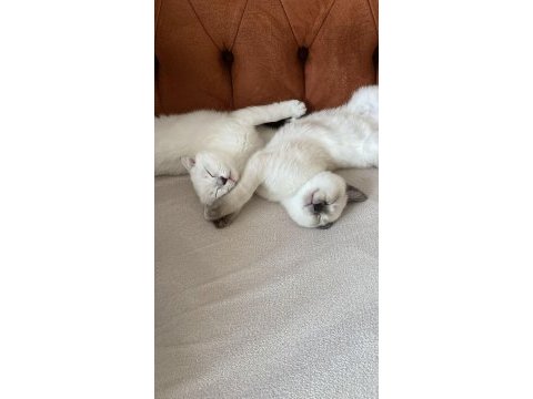 3 erkek british shorthair