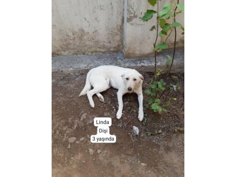 Köpeklerimize beraber yaşayacak aile arıyoruz