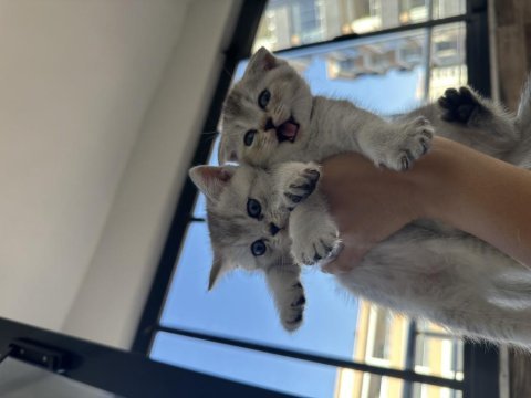 British shorthair yavrularıma yuva arıyorum