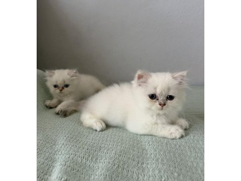 British longhair mavi göz bebekler