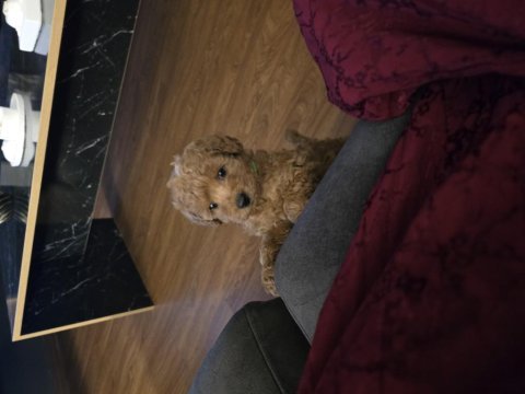 Kore kan poodle