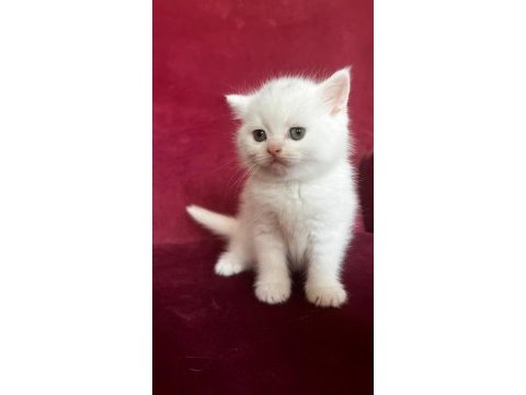 Scottish straight shorthair