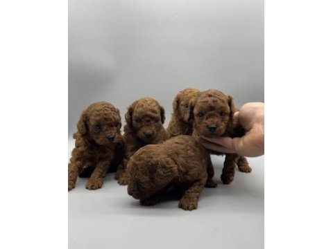 Birbirinden güzel red brown toy poodle yavruları