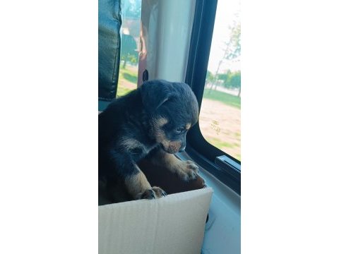 2 aylık erkek rottweiler
