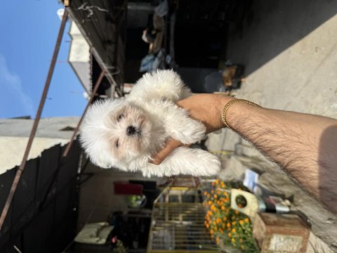 A kalite teacup 2.5 kg garantili erkek maltese yavrumuz