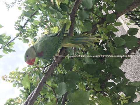 Yeni yeme düşen iskender papağanı