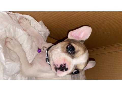45 günlük yavru french bulldog