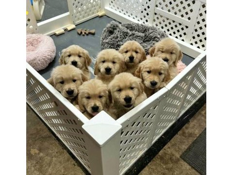 Ev ve bahçeniz için golden kapıda ödeme mevcuttur