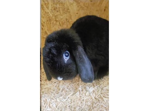 Mavi gözlü dişi mini lop tavşanı