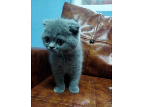 Muhteşem güzellikte scottish fold yavrularımız