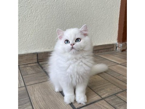 Asil yakışıklı british longhair oğlumuz