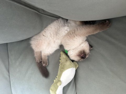 British longhair blue point 3 aylık erkek