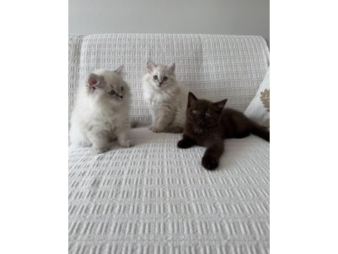 Muhteşem güzellik bebek kediler