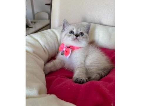British shorthair dişi yavrumuza yuva uyguna