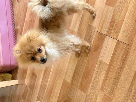 Tüm aşıları yapılı ve tuvalet eğitimli 5 aylık pomeranian