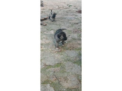 Orijinal kangal eniklerimiz yeni sahiplerini arıyor