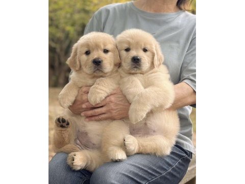 Golden retriever yavrular canlı görerek alabilirsiniz