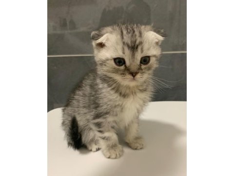 Anne altından silver scottish fold yavrumuz