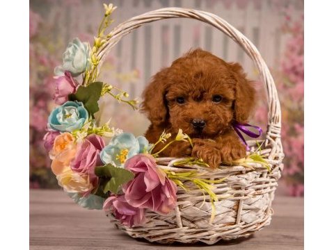 Ruhsatlı köpek çiftliğinden toypoodle yavrularımız 