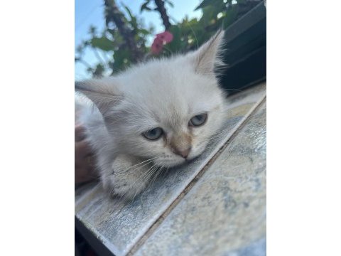 Kuru mama ve tuvalet eğitimli british shorthair