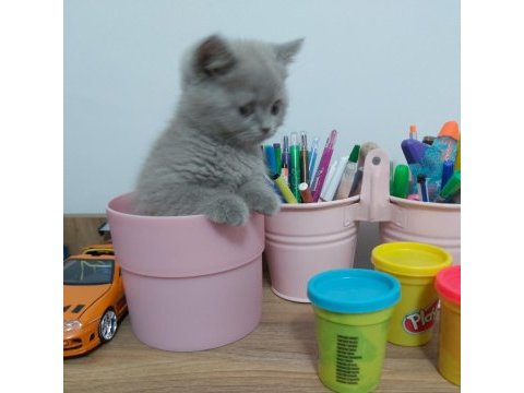 Safkan lilac british shorthair yavru