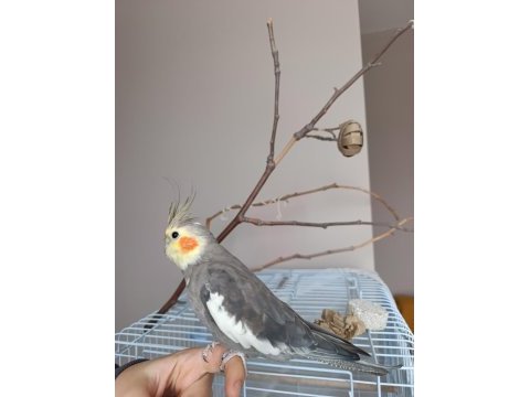 4 aylik yavru evcil sultan papağanı