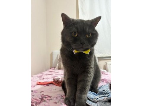 British shorthair 3 yaşında kedimiz
