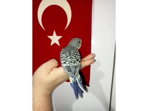 Yavru muhabbet kuşu