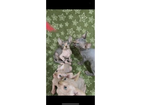 Naked beauty sphynx cattery kediler