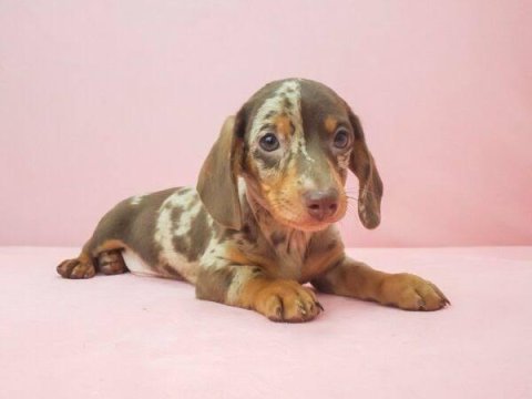 Merle dacshund en özel renk bebekler