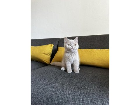 Lilac british shorthair cinsi yavrumuza aile arıyoruz.