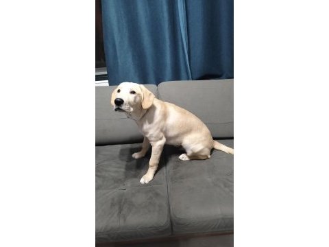 5.5 aylık labrador bütün aşıları yapıldı çipi takıldı