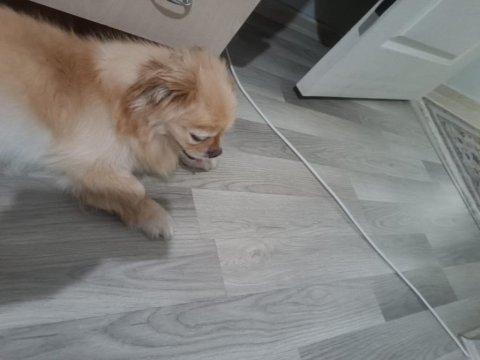 Pekinez köpeğimiz