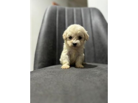 Maltipoo adrese teslim, kapıda ödeme yapabilirsiniz